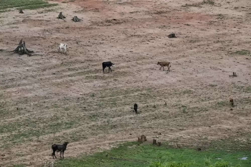 Le dérèglement climatique pourrait réduire de moitié les pâturages d'ici 2100, selon une étude