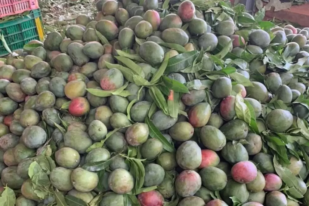 Le Maroc s'apprête à une arrivée massive de mangues du Mali avec des baisses de prix prévisibles