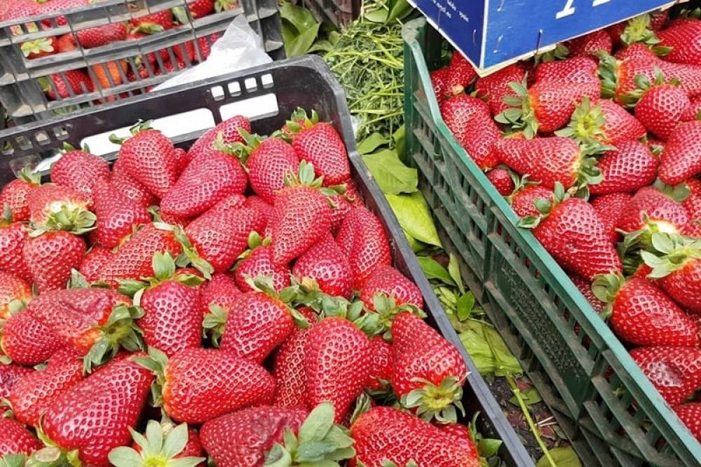 Inondations dans le nord : la filière des fruits rouges sous pression