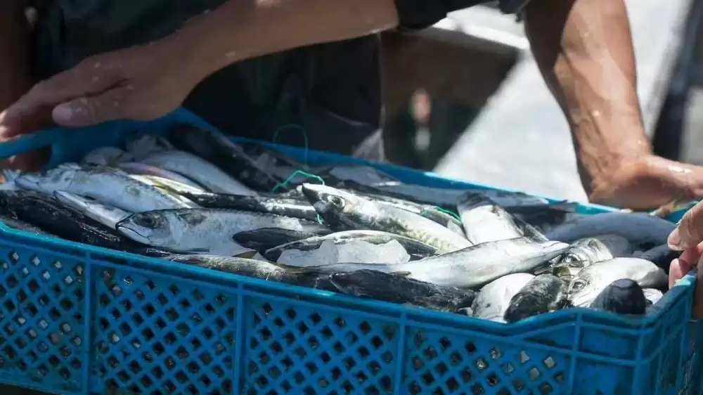 Ramadan : 2.000 tonnes de sardines congelées à 13 DH pour contenir la hausse des prix