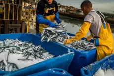 Les exportations de sardines fraîches et congelées soumises à licence pendant 12 mois