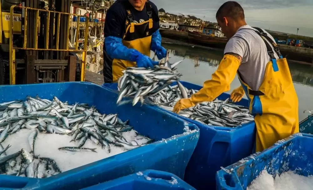 Les exportations de sardines fraîches et congelées soumises à licence pendant 12 mois