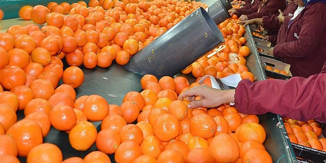 Agrumes: Le Maroc veut conquérir le marché japonais