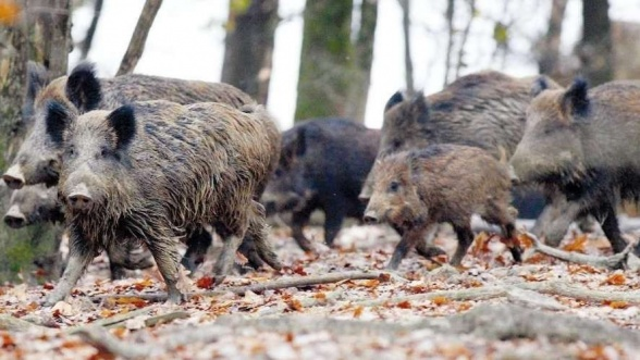 Le Halouf – Les Eaux et forêts poursuivent « la régulation » des populations de sanglier aux alentours de Rabat