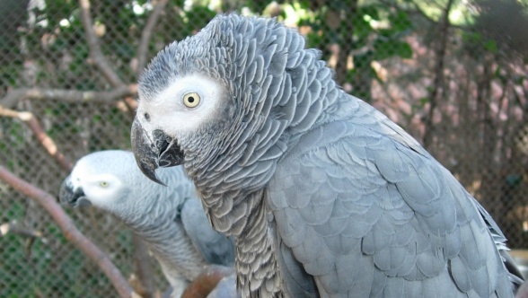 Vidéos.Insolite : Pas égoïstes, les perroquet gris du Gabon sont partageurs