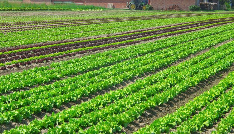 L’agriculture biologique fait son chemin dans le pays