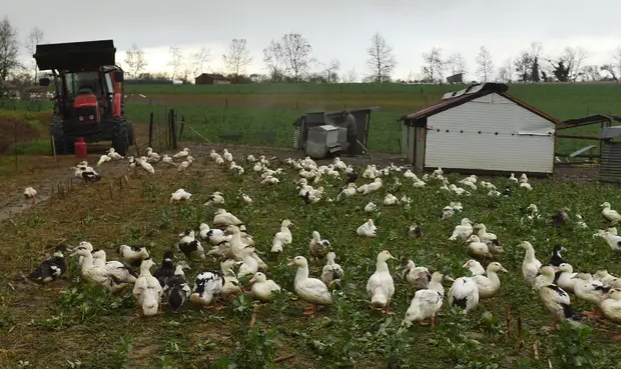 Grippe aviaire: "des centaines de milliers" de canards prochainement abattus