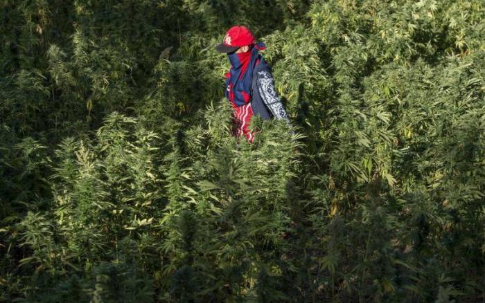 Maroc : la légalisation du cannabis pourrait rapporter 10 milliards d’euros par an