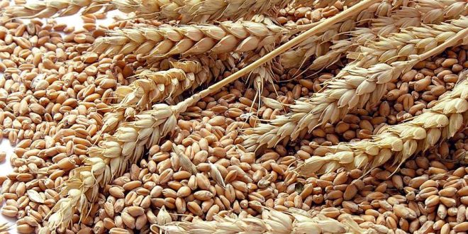 Maroc: L'Ukraine pourrait bientôt devenir le premier fournisseur de blé