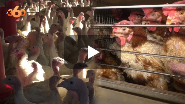 Grand froid: Aucun impact sur les prix des produits avicoles