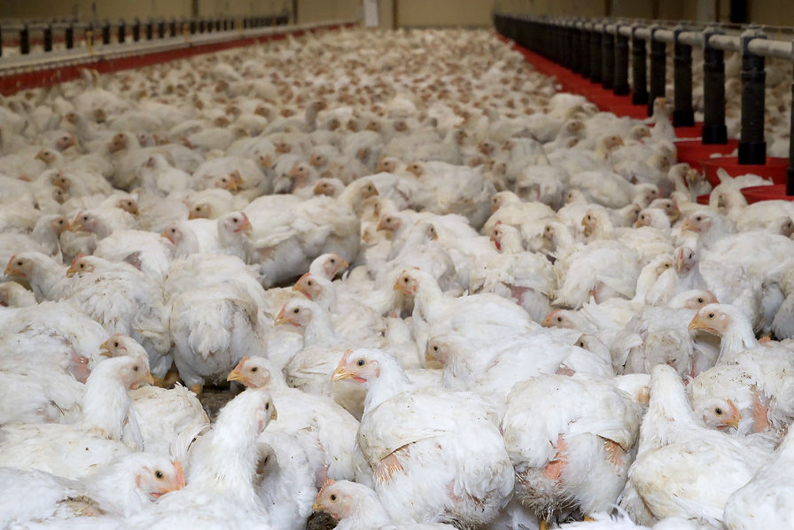 Grippe aviaire: la Chine décide la suspension de ses importations de volaille française