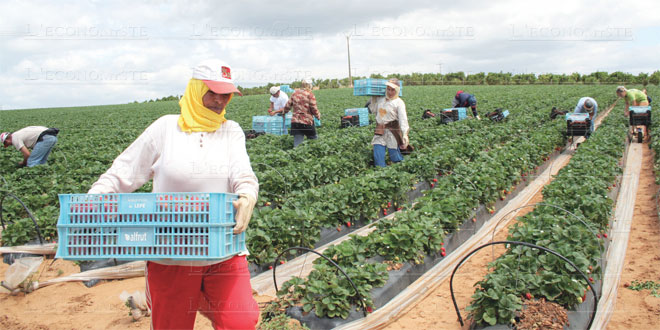 Huelva: 500 saisonnières marocaines arrivent