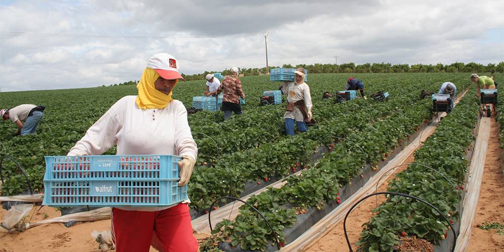 Récolte des fruits rouges: Les premières saisonnières marocaines attendues en Espagne