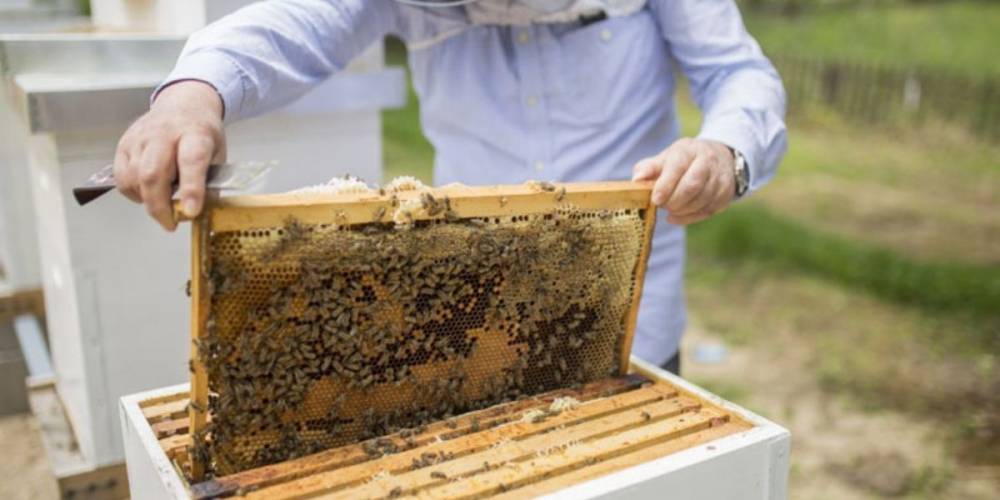 Maroc : mais où sont passées les abeilles ?