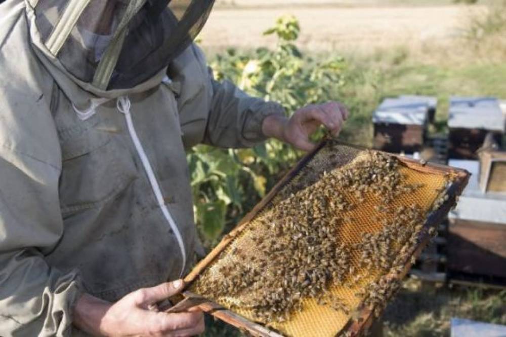 Maroc : Un programme de soutien aux apiculteurs touchés par la disparition des colonies d'abeilles