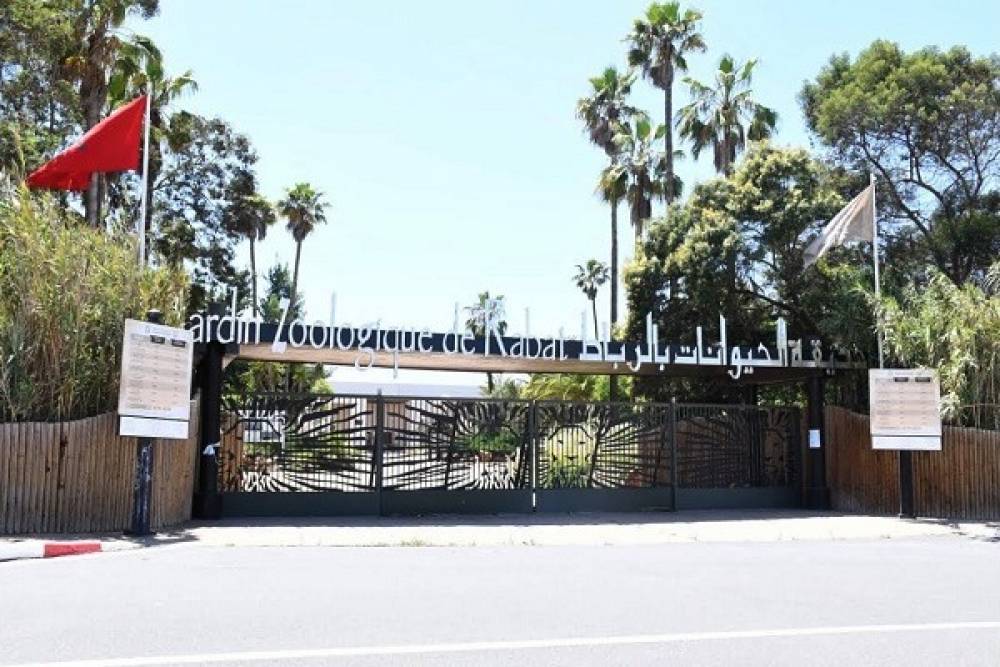 Cinq lionceaux de l'Atlas présentés aux visiteurs du jardin zoologique de Rabat