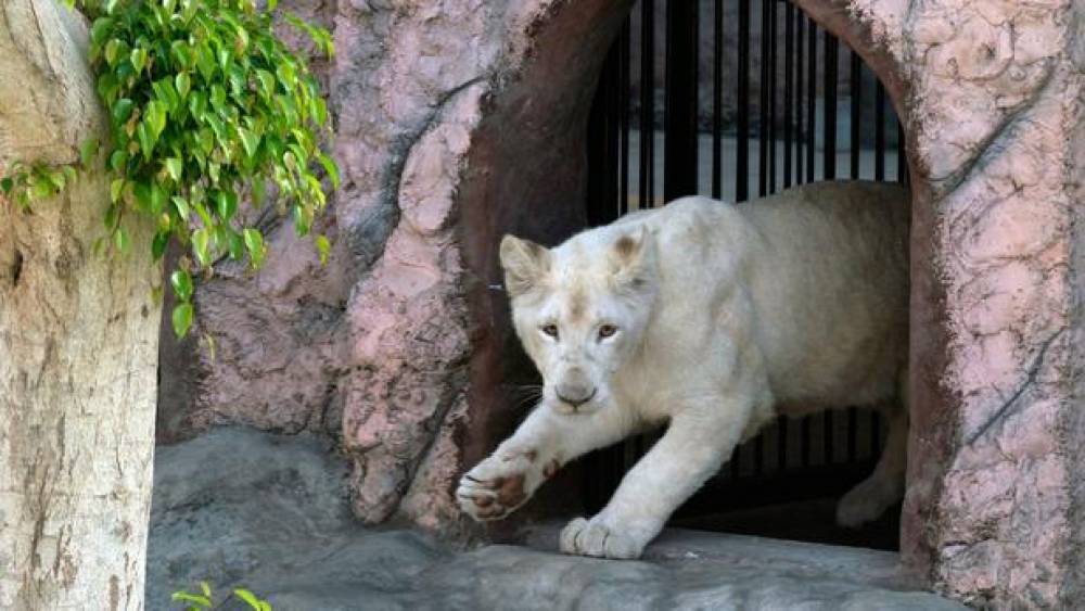 Iran : une lionne dépèce un gardien et s'enfuit avec son compagnon