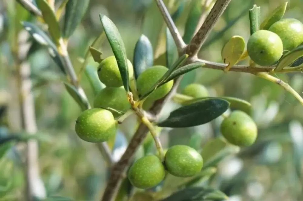 Agriculture: L'initiative OCP Al Moutmir fait grimper d'au moins 40% la production d'olives au Maroc