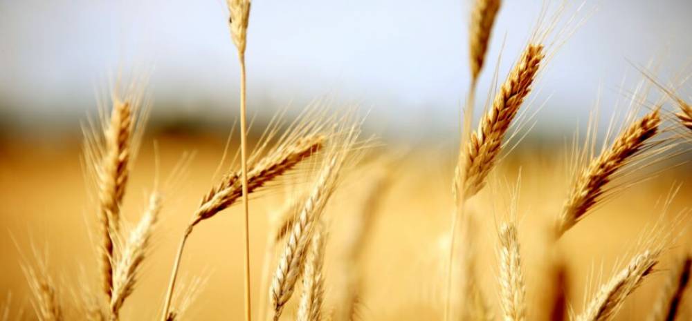 Casablanca-Settat : Le Directeur régional de l’Agriculture satisfait de la campagne en cours