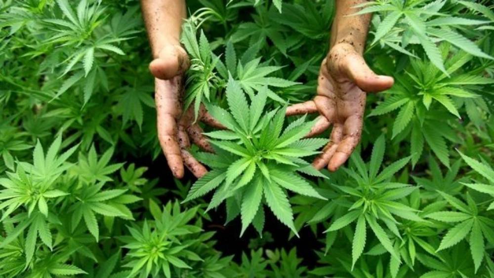 Un site internet pour mieux comprendre la réglementation de la culture du cannabis au Maroc