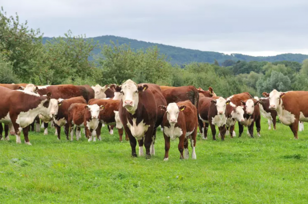 Vache folle : Le Maroc interdit l'importation des bovins et leur viande du Royaume-Uni