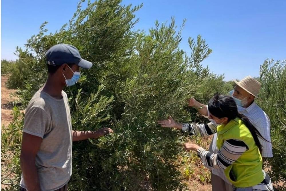 Le dispositif « Al Moutmir Itinérant » dédié à l’olivier pose pied dans la région de l’Oriental