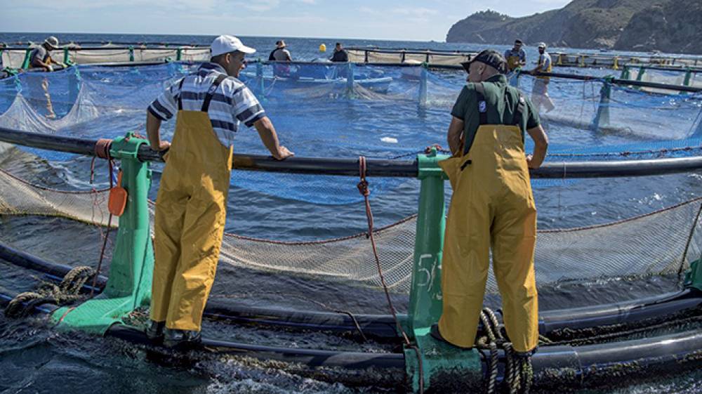 Aliments de poissons: des quotas à l’import à 2,5% de droits de douane