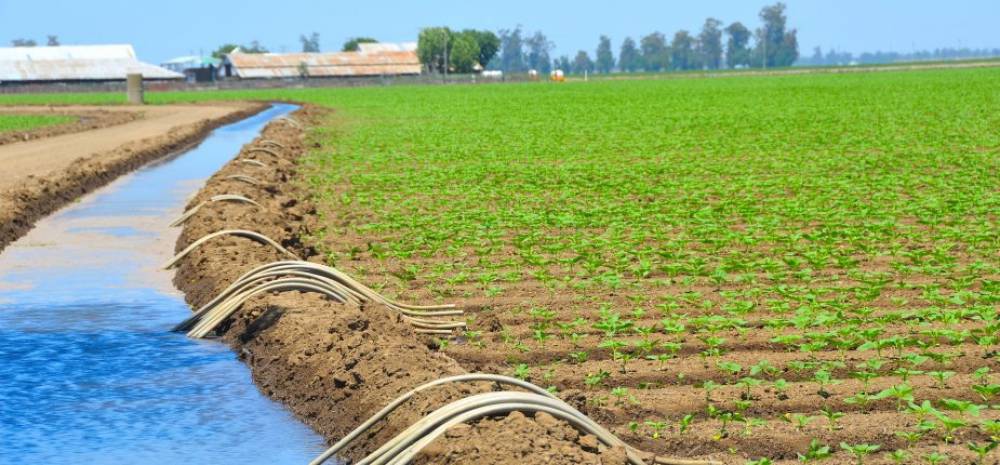 Sadiki: le dessalement pour une irrigation durable dans les bassins agricoles