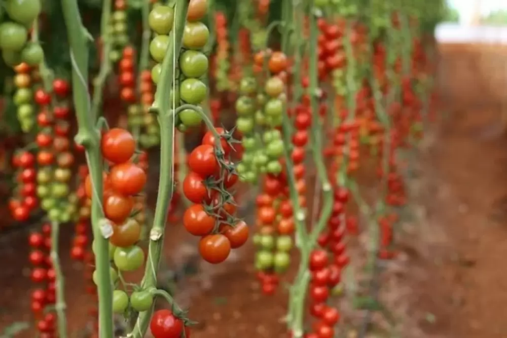 France : Rejet d'une demande d’interdire les importations agricoles provenant du Sahara marocain