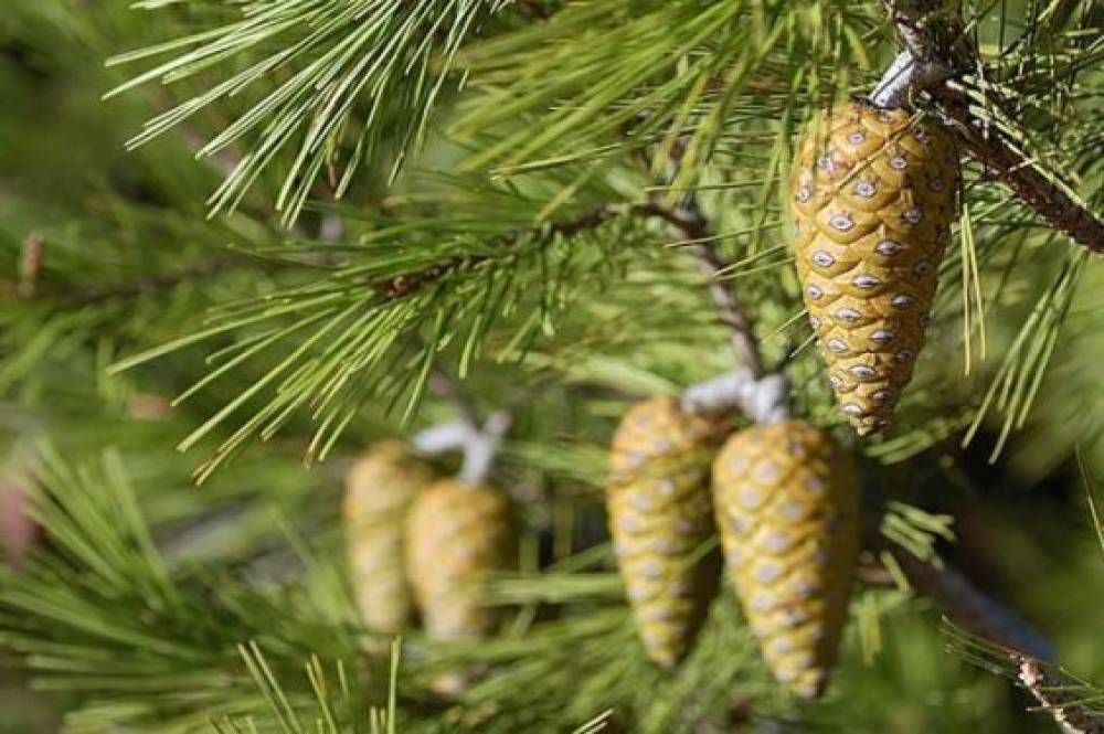 El Jadida : L’ANEF saisit la justice après la coupe illégale de 36 arbres de pin d’Alep