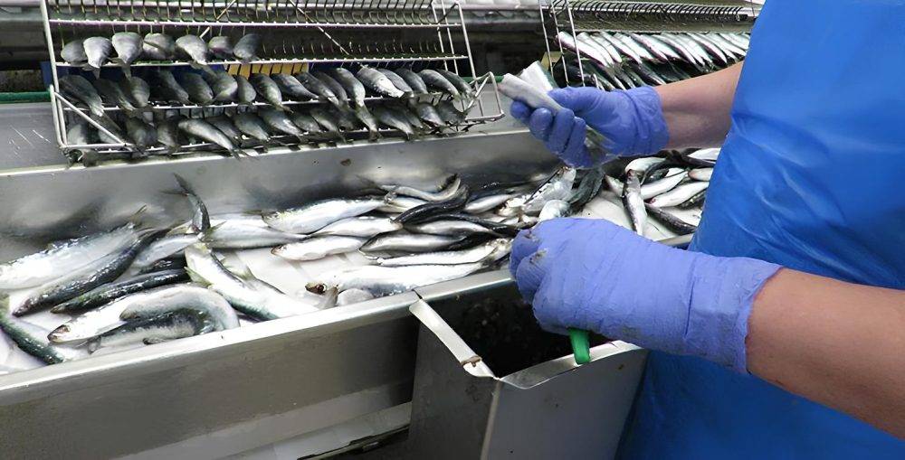 Sardines congelées : Le Maroc interdit l’exportation dès le 1er février