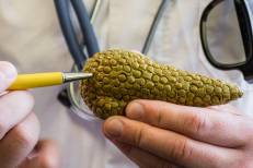 Espagne : des chercheurs parviennent à éliminer le cancer du pancréas chez la souris