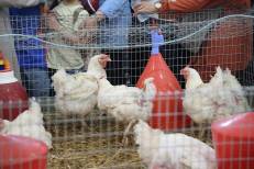 Volaille : alerte sur une pénurie d’aliments et un risque de flambée des prix à l’approche du Ramadan