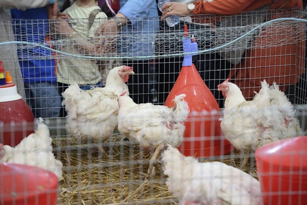 Volaille : alerte sur une pénurie d’aliments et un risque de flambée des prix à l’approche du Ramadan