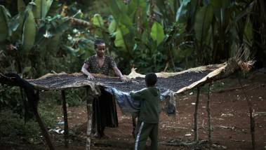 Ethiopie: les exportations de café génèrent 1,35 m...