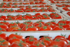 Tomate: rendements élevés et compétitivité accrue du Maroc face aux grands producteurs