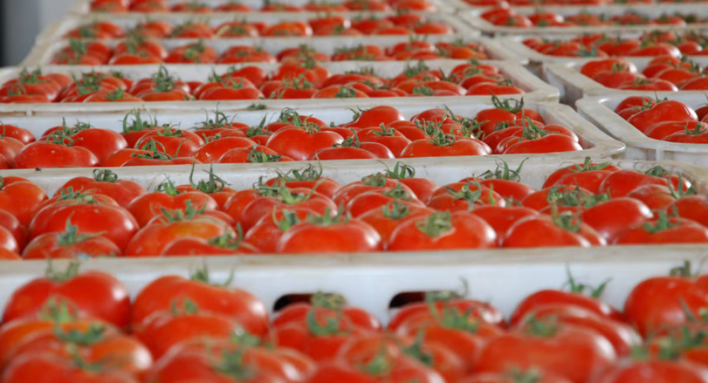 Tomate: rendements élevés et compétitivité accrue du Maroc face aux grands producteurs