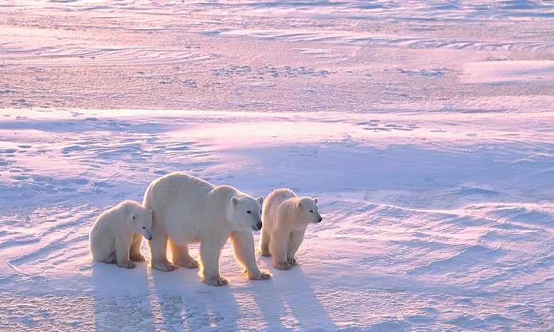 Réchauffement: Une étude prédit l'extinction des ours polaires d'ici 2100