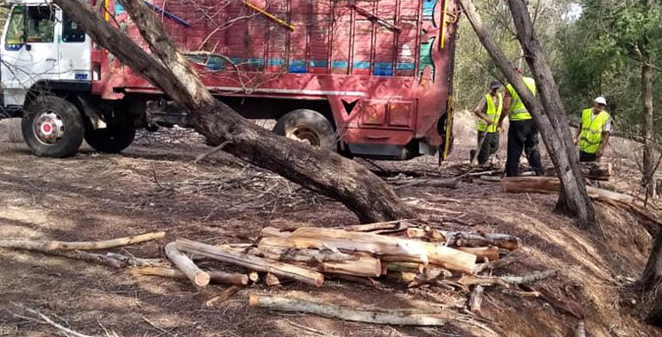 Vidéo de coupe du bois dans la forêt Ain Lahouala : Les explications des Eaux et Forêts