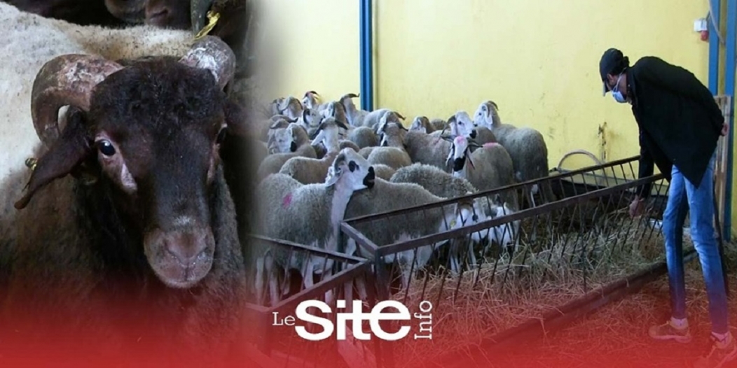 Aïd Al-Adha: voici le prix du mouton cette année (VIDEOS)