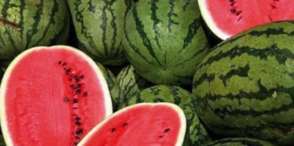Après la tomate, la pastèque marocaine inquiète les agriculteurs espagnols