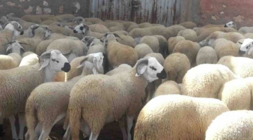 Berrechid: 50 moutons volés à un éleveur
