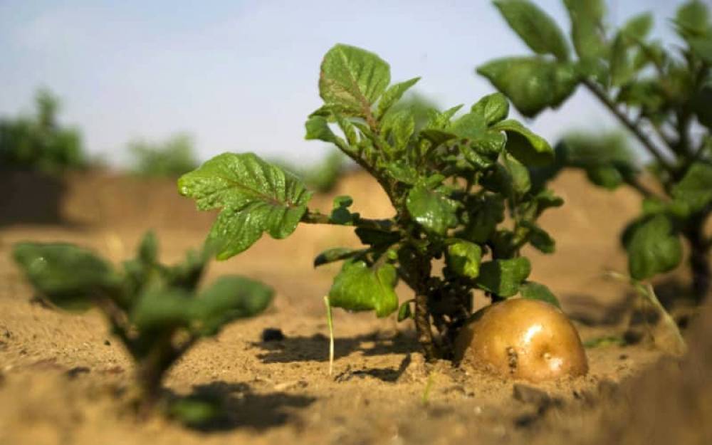 Vers l’explosion du potentiel d’exportation d’Israël vers le Maroc