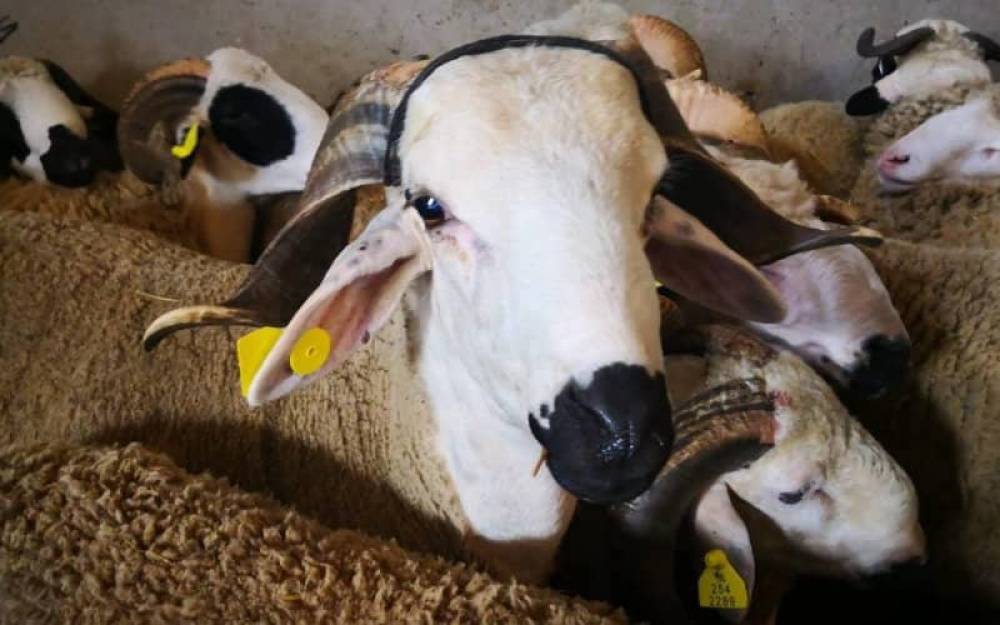 A Tanger, il est interdit de griller les têtes de mouton