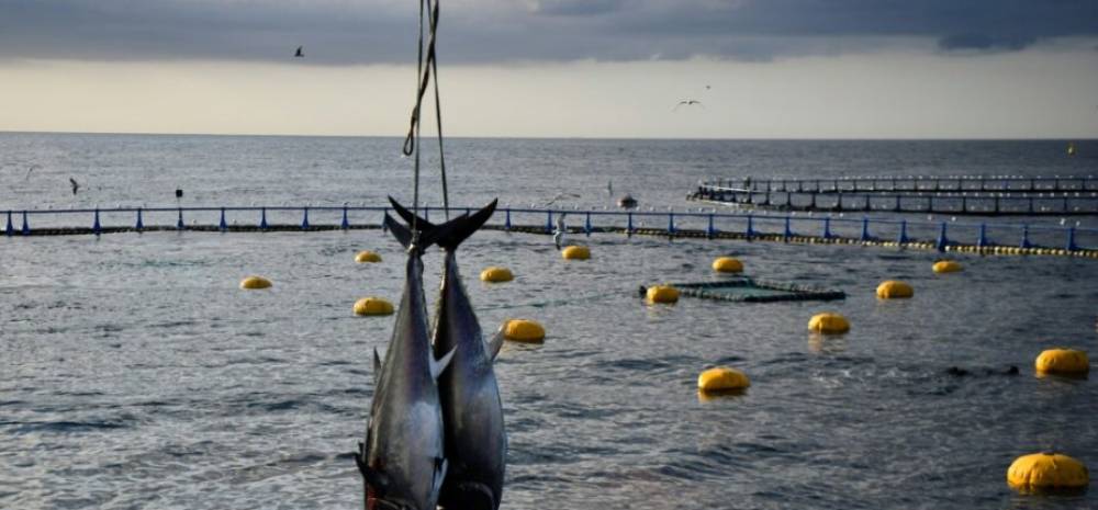 Marathon ministériel à l’OMC, au chevet des négociations sur la pêche