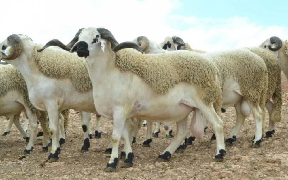 Maroc : flambée du prix du mouton de l’Aïd, les intermédiaires pointés du doigt