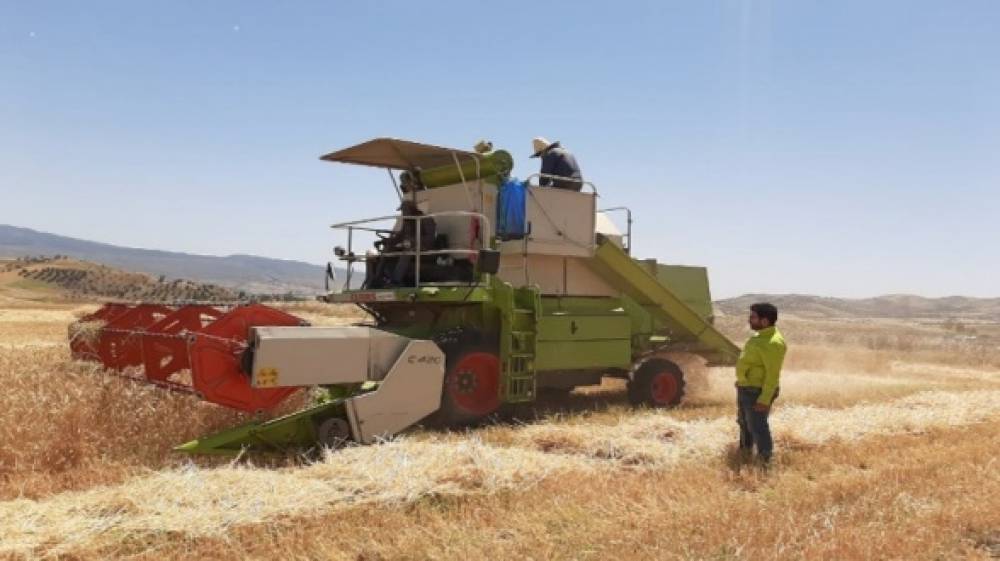 Groupe OCP: la fertilisation sur mesure booste la productivité céréalière et les revenus des fellahs