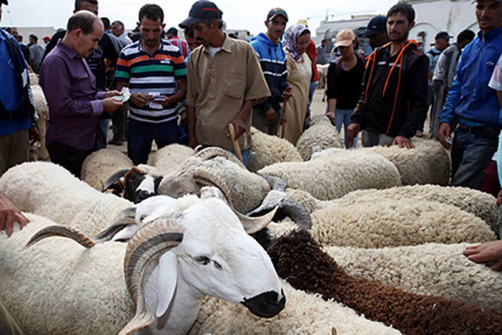 Aïd Al-Adha à Casablanca: expansion des petits métiers, rareté du mouton