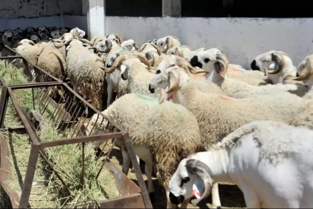 Aïd Al Adha 1442: L'offre en ovins et caprins couvre largement la demande