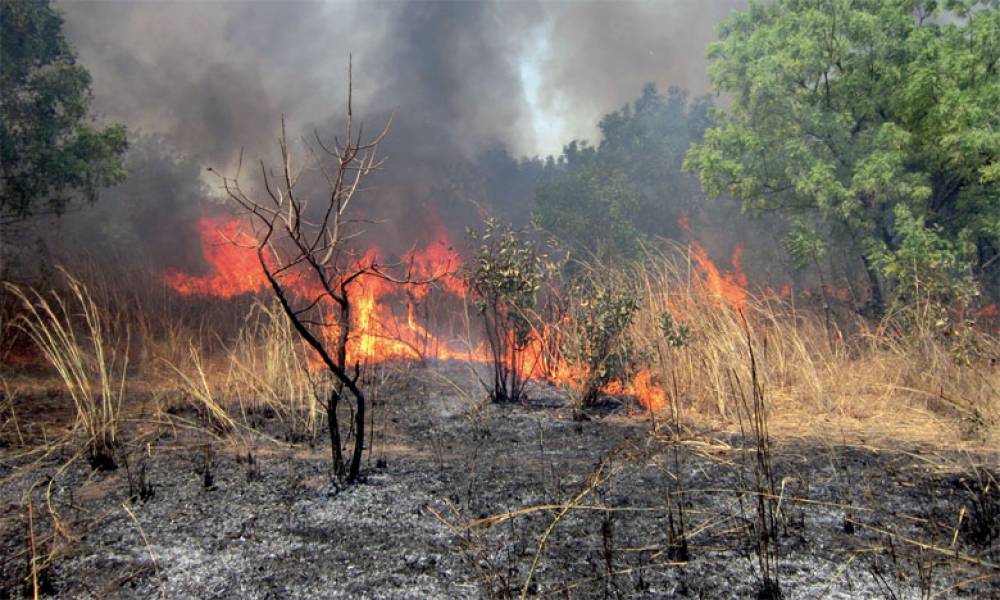 Des incendies déclarés au niveau de trois forêts à Larache